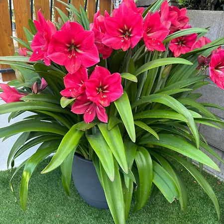 La Maison Du Bonheur Unique !