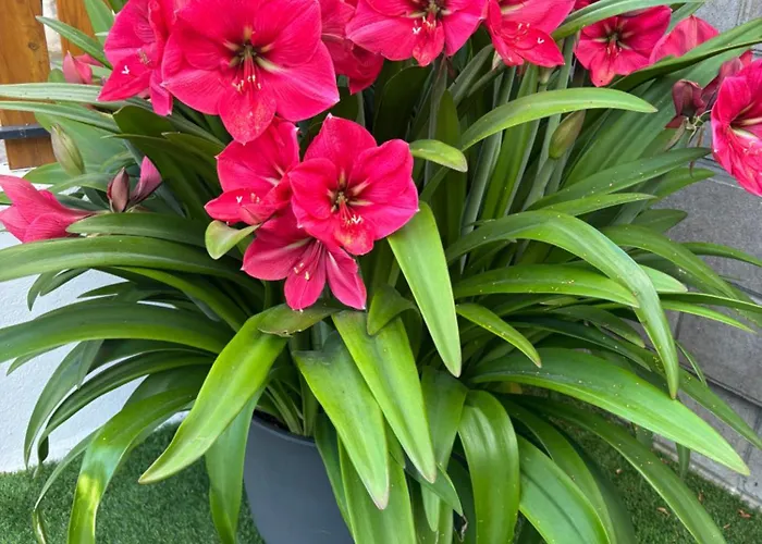 La Maison Du Bonheur Unique !